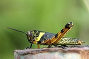 Australian Giant Grasshopper (Valanga irregularis)